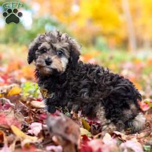 Oliver, Toy Poodle Puppy